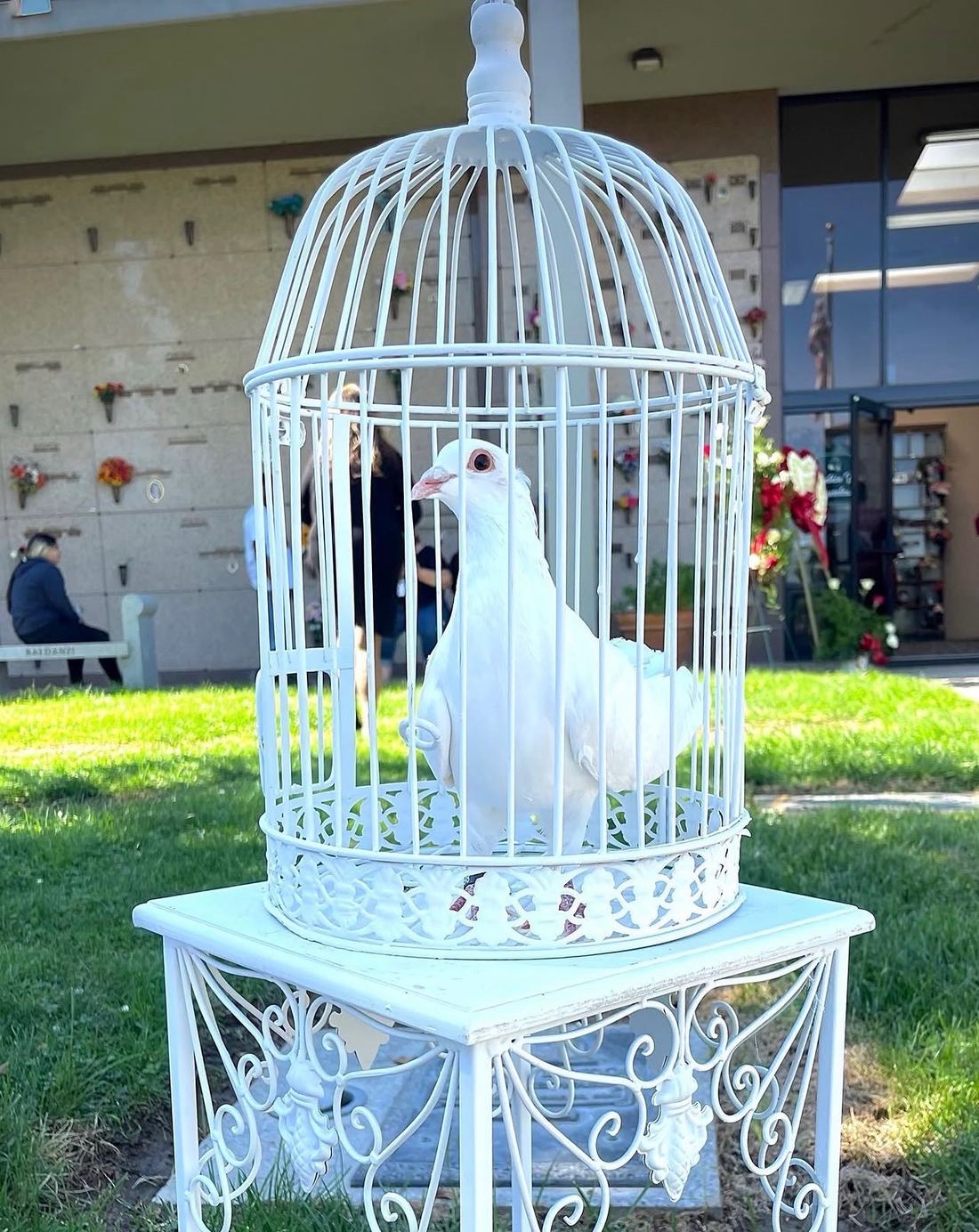 A white dove resting in an ornate white cage at a memorial service