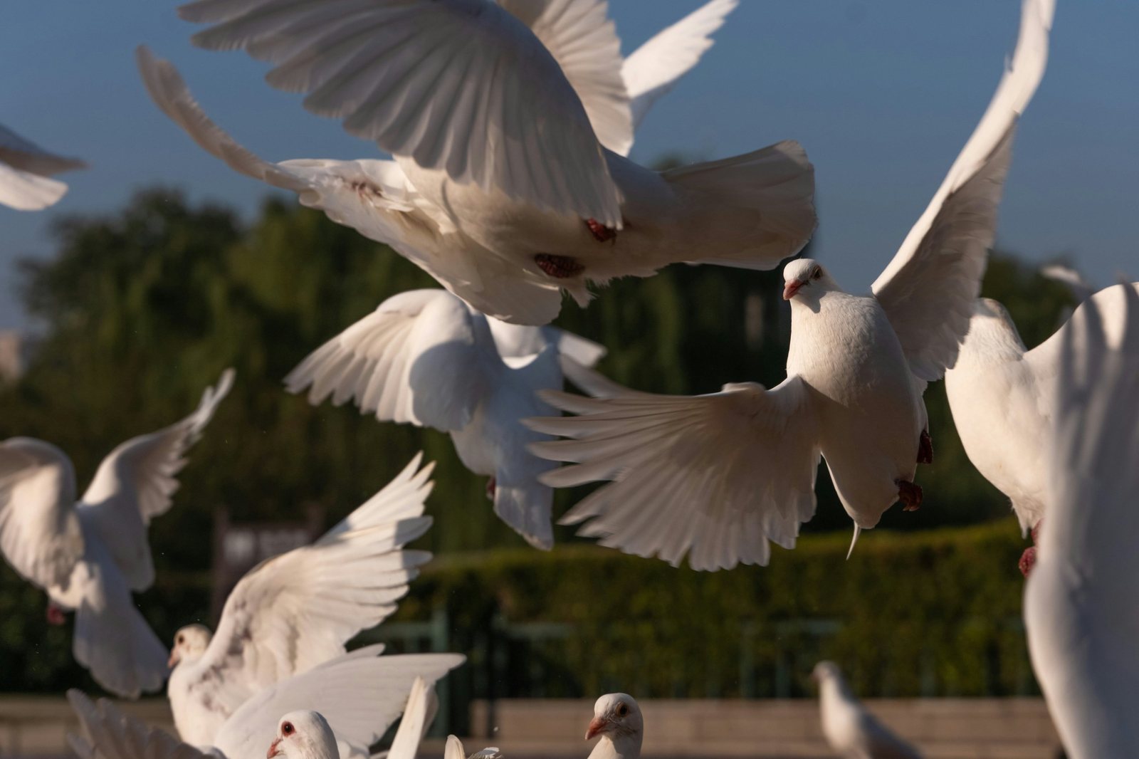 A flock of white doves taking flight against a blue sky